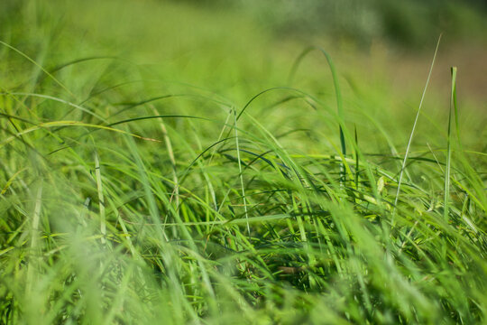 Green grass on wind in warm summer day