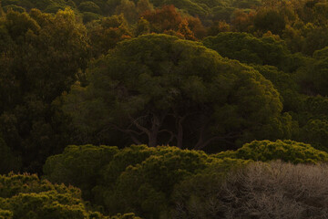 Coniferous subtropical forest on the Mediterranean coast of Turkey at dawn. Sunrise warm lighting, selective focus, horizontal composition