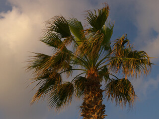 Palm tree on the windy day at sunset light, sunset sky and warm clouds. Summer vacation and nature travel adventure concept