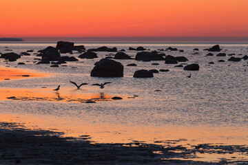 Red colored sunset sky over sea shore with plenty of stones and birds silhouettes