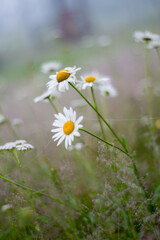 Green grass and chamomile flower on wind in warm summer day