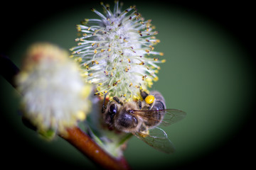 biene wespe
