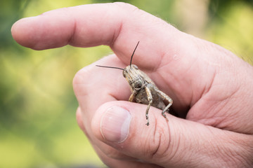 Grasshopper in human hand. On a background of greens in a summer day. The wild nature