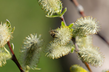 biene wespe