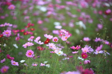 日本に咲いているコスモス