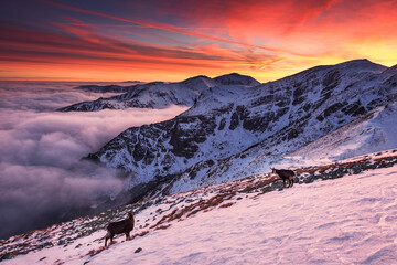 Sunset in Kopa Kondracka in Polish Tatra Mountains in winter snow weather conditions
