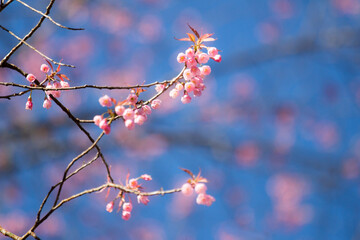 Pink sakura blossoms in Thailand