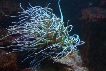 Fototapeta na wymiar Close up on Sea Anemone in salt water tank