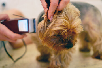 Groomer cuts the yorkshire terrier dog