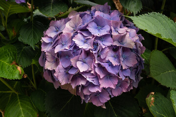 Purple Fresh Hydrangea