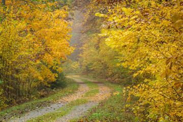 Lush forest road in autumn colors