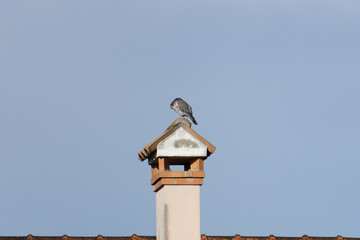 taube möve vogel