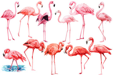 set of  pink flamingo on an isolated white background, watercolor illustration - obrazy, fototapety, plakaty