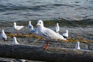 Möven am Ufer des Vierwaldstädtersees, Luzern ,Schweiz