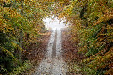 Lush forest road in autumn colors - 299930863