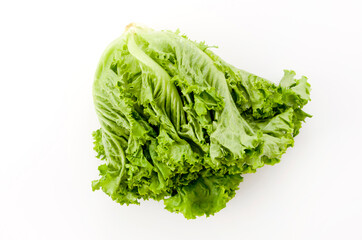 グリーンリーフ