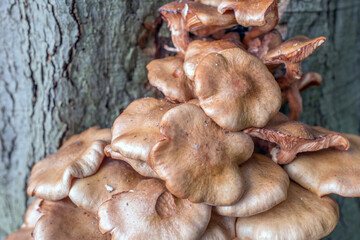 Armillaria ostoyae mushrooms on a tree in close-up.