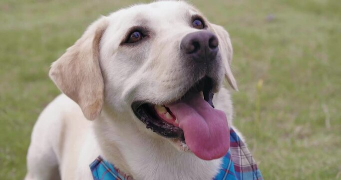 High angle view of beautiful Labrador dog open mouth simile looking up at het master outdoor in the park
