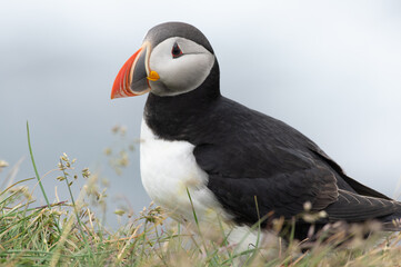 Puffin