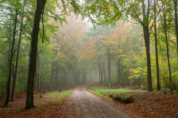 Lush forest in autumn colors - 299931264