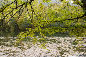 autumn in the forest