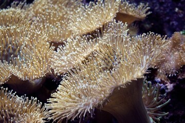 Naklejka na ściany i meble Close up of anemone in salt water tank