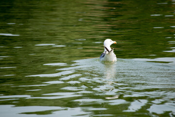 seagull swims in the river