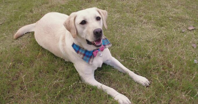 High angle view of beautiful Labrador dog open mouth simile looking up at het master outdoor sitting on lawn grass in the park
