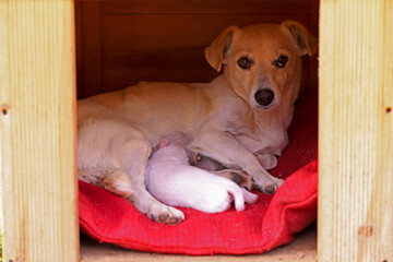 Mother and her cute cub lying in shed.