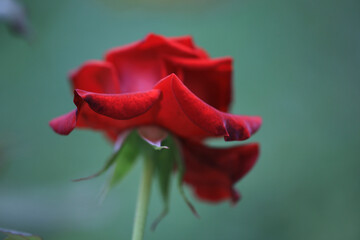 Red-Renaissance rose