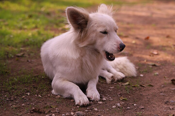 Cute colorful dog on white