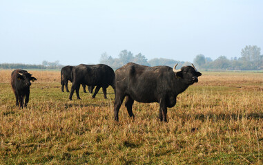 Naklejka na ściany i meble buffalo in field