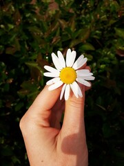 flower in the hand, chamomile in the hand