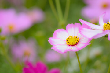 Obraz premium pink and white flower