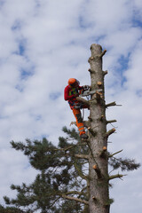 gefährliche Baumfällarbeiten an einer schwer zugänglichen Stelle mit der Motorsäge