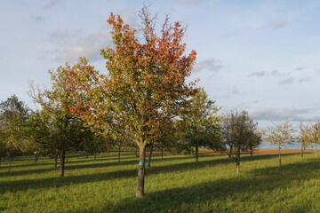 Naklejka premium Landschaft Ochsenfurter Gau Nähe Gnodstadt