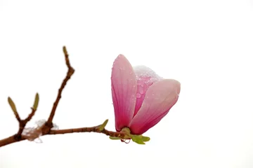 Foto op Canvas Ice covered Magnolia © YuanGeng