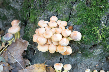 mushrooms growing on a tree stump