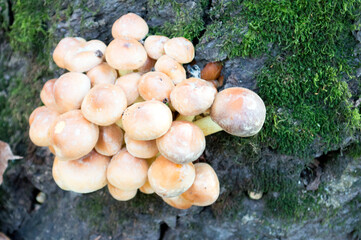mushrooms growing on a tree stump