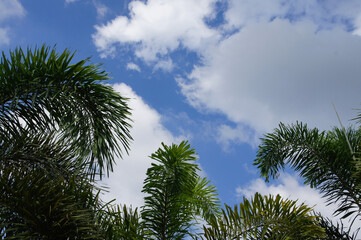 palm green, sky blue, white clouds