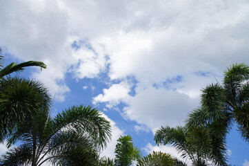 palm green, sky blue, white clouds