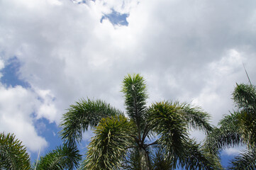 palm green, sky blue, white clouds