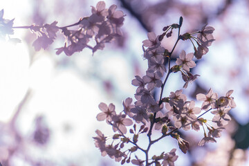 Sakura