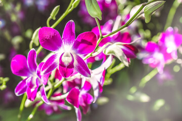 Orchid flower in garden at winter or spring day for postcard beauty and agriculture idea concept design