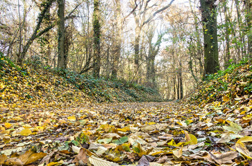 Low view with focus on foreground of a footpath in a foest covered with fallen leaves on a bright day in autumn
