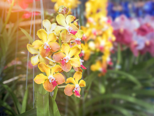 Beautiful yellow orchid  flowers in the garden