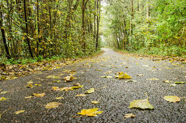 Low view of a narrow asphalt road through a forest with scattered leaves on a rainy day in autumn