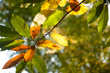 Feuilles