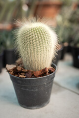Beautiful Cactus in the small pot in the garden shop