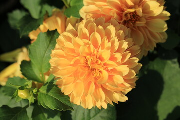 Beautiful blooming dahlia in sunny October